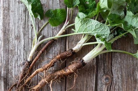 Burdock Root: A Natural Remedy with Remarkable Healing Powers