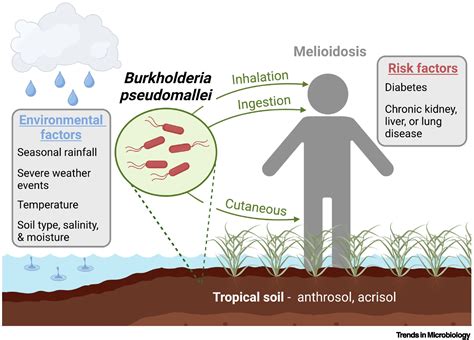 Burkholderia pseudomallei