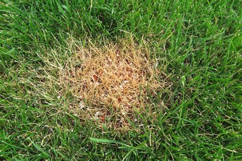 Burned Grass From Fertilizer: 9 Surprising Facts