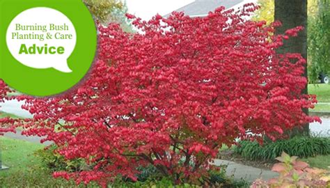 Burning Bush Fertilizer: 101,010 Things You Need to Know