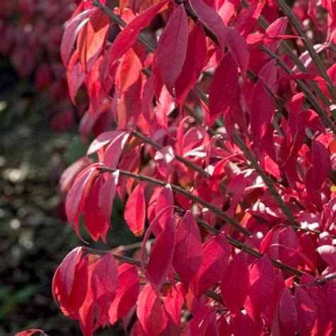 Burning Bush Fertilizer: The Ultimate 10,000-Word Guide