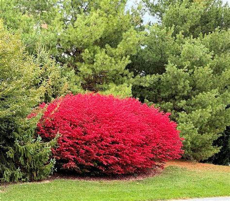 Burning Bush Fertilizer: The Ultimate Guide to Feeding Your Firey Shrub