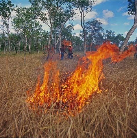 Burning Issues OP Sustainability and Management of Australia s Southern Forests Epub