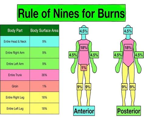 Burns Percentage Chart