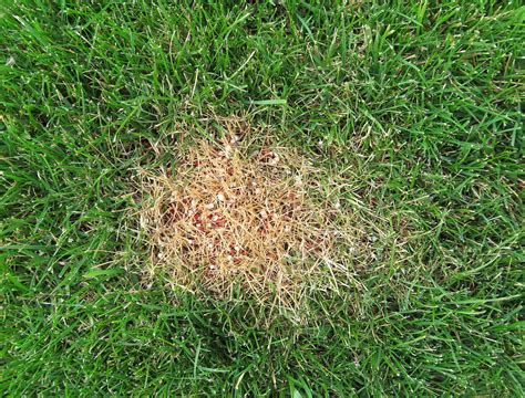 Burnt Lawn from Fertilizer: 9 Shocking Statistics and 4 Prevention Tips