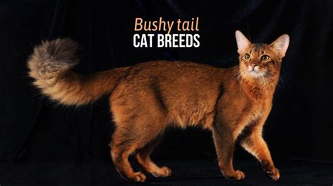 Bushy Tail Cats: An Abundant and Adaptable Feline Species