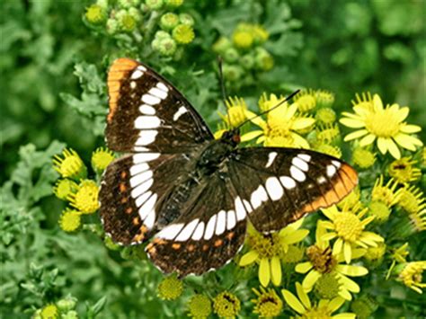Butterflies of British Columbia Reader