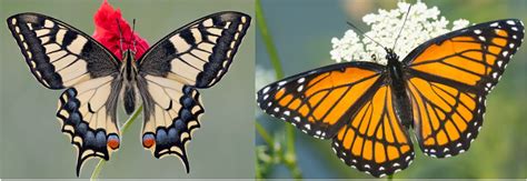 Butterflies of British Columbia Reader