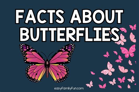 Butterfly Facts That Will Flutter Your Heart: