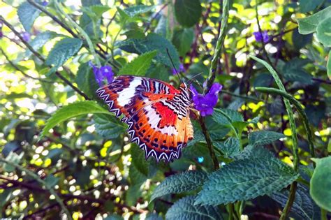 Butterfly Park & Tours Pte Ltd: Your Ultimate Guide to a Colorful Paradise