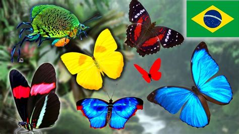 Butterfly in Brazil How Your Life Can Make a World of Difference Epub