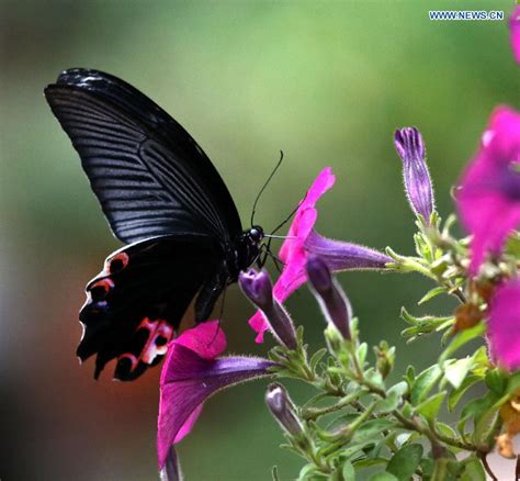 Butterfly in Chinese