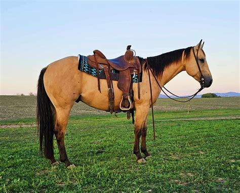 Buttermilk Buckskin: A Timeless Classic with Enduring Appeal