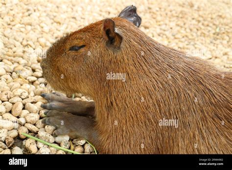 Buy a Capybara: Experience the Delight of Owning the World's Largest Rodent