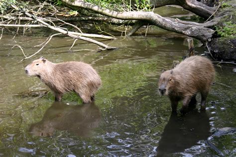 Buy a Capybara: Your Guide to the World's Largest Rodent