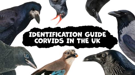 Buy a Crow: The Comprehensive Guide to Owning a Corvid Companion