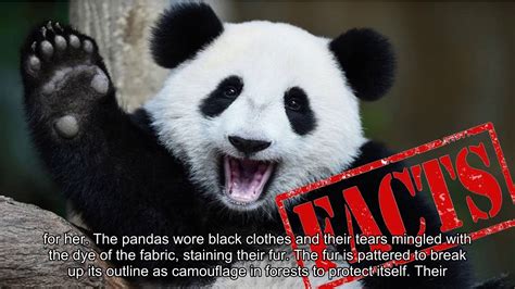 Buy a Panda: 9,999 Intriguing Facts