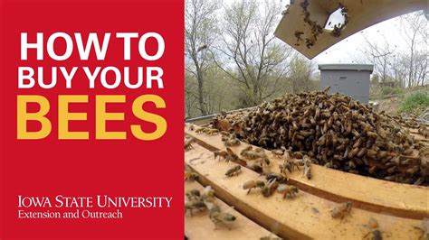 Buying Bees from the Shop