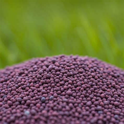 Buying Fertilizer: A Comprehensive Guide