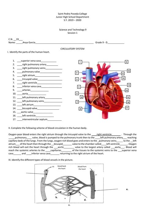 CARDIOVASCULAR SYSTEM WORKSHEET ANSWER KEY Ebook Epub