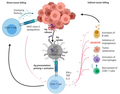 CD4 Molecule Roles in T Lymphocytes &amp Doc