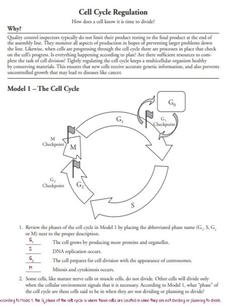 CELL CYCLE REGULATION ANSWER KEY POGIL Ebook Reader