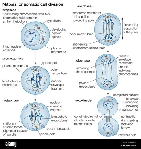 CELL DIVISION DIAGRAM FOR KIDS Ebook Kindle Editon