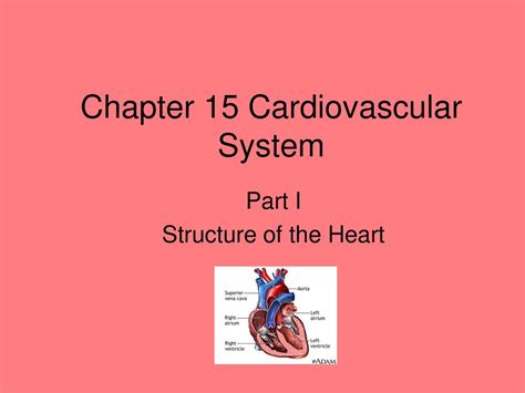 CHAPTER 15 CARDIOVASCULAR SYSTEM MASTERY TEST ANSWERS Ebook Epub