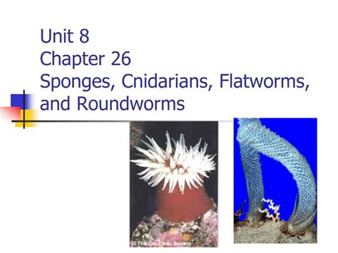 CHAPTER 26 SPONGES AND CNIDARIANS ANSWERS Ebook Kindle Editon