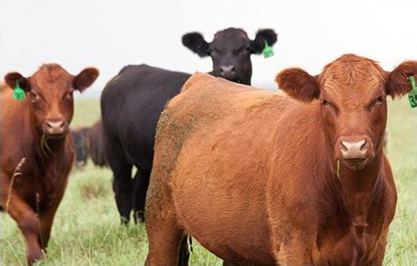 CME Group Feeder Cattle: A Comprehensive Guide