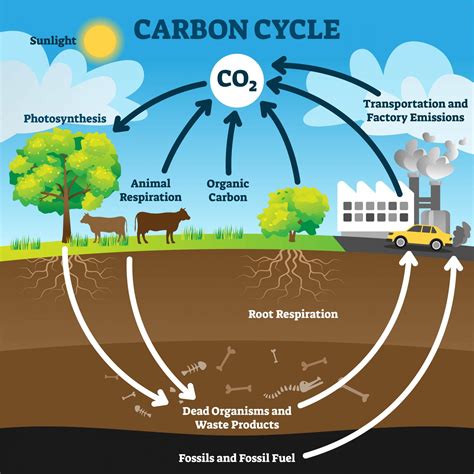 CO2 and Biosphere Reader