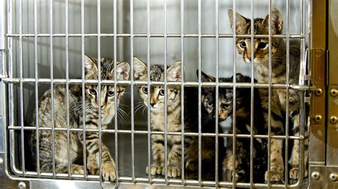 CT's Top 4 Animal Rescue Shelters