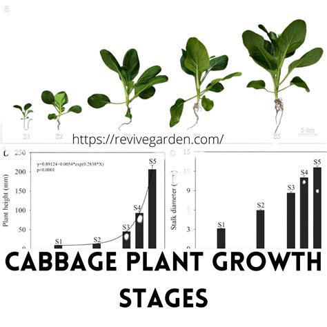 Cabbage Growth Chart