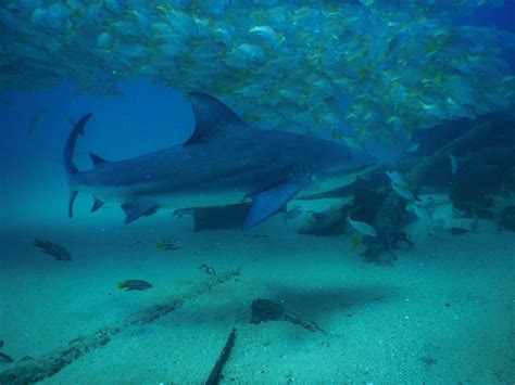 Cabo Pulmo T-shirt: A Symbol of Marine Conservation and the Wonders of the Sea