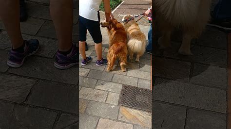 Cachorrão Caramelo