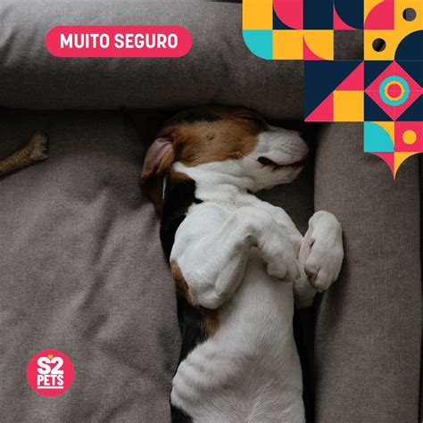 Cachorro Bet: Aposta Online em Eventos Caninos