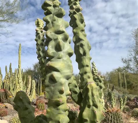 Cactus Care in the 21st Century