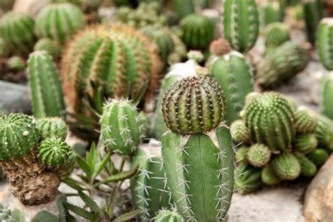 Cactus Plants: Guardians of the Garden