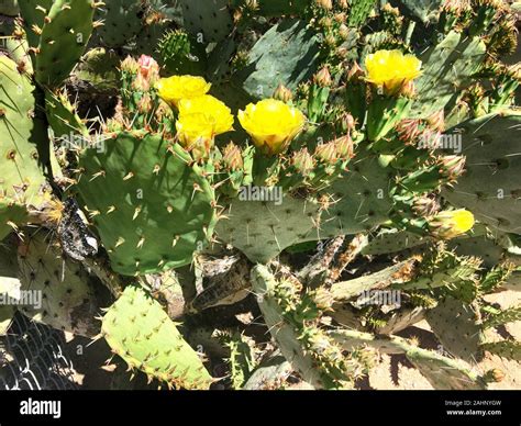 Cactus with Yellow Flowers: A Symbiosis of Beauty and Adaptation