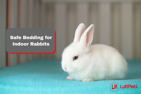 Cage Bedding for Rabbits: A Comprehensive Guide to Comfort and Cleanliness