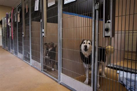 Cages for Animals: Ensuring Animal Welfare and Responsible Ownership