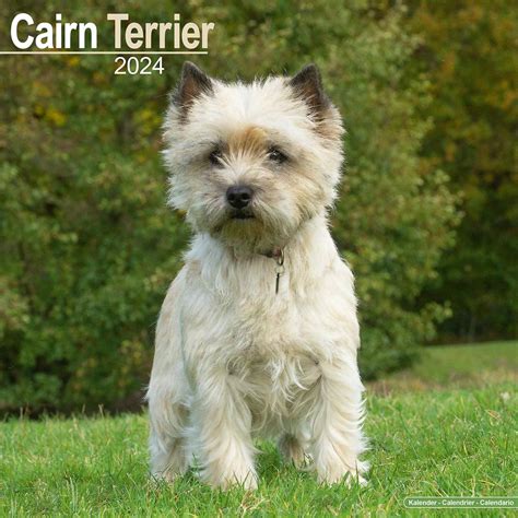 Cairn Terriers Calendar Breed Calendars Epub