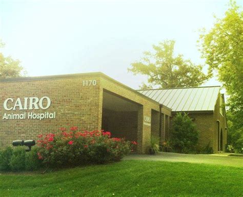 Cairo Animal Hospital Cairo GA: Your Guide to the #1 Animal Hospital in Town