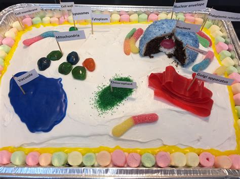 Cake Plant Cell Project: A Fun and Edible Way to Learn Biology