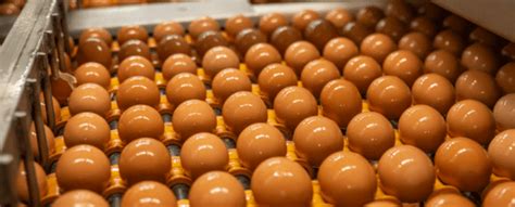 Cal-Maine Stock: A Deep Dive into the Egg Industry