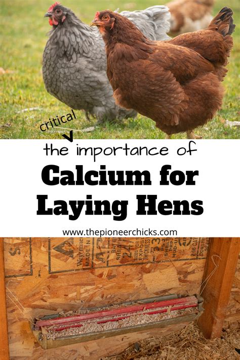 Calcium Requirements for Hens