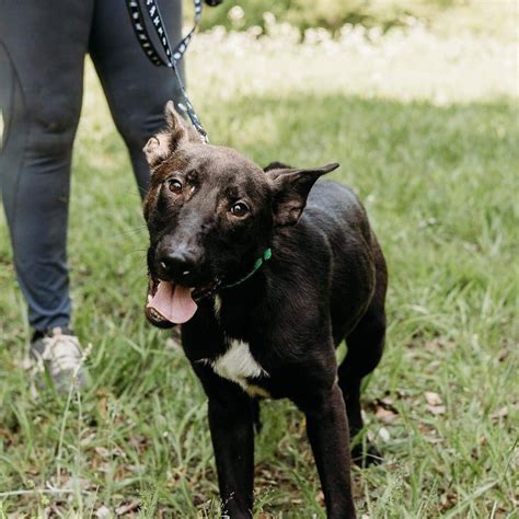 Caldwell County Animal Shelter: A Haven for Furry Friends in Need