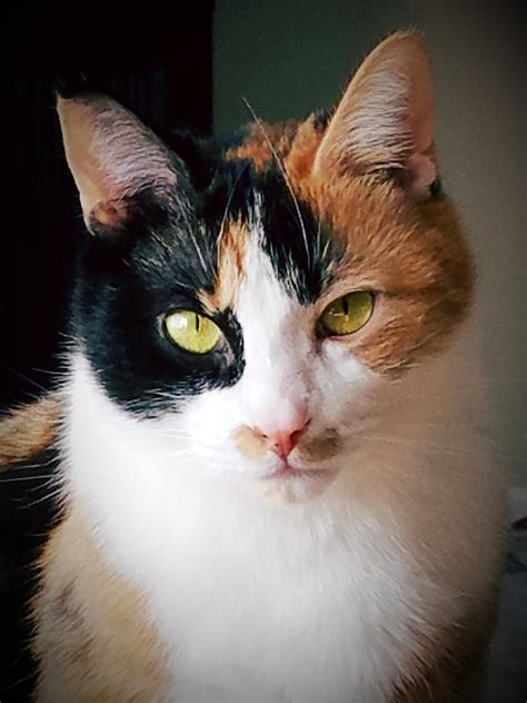 Calico cats,