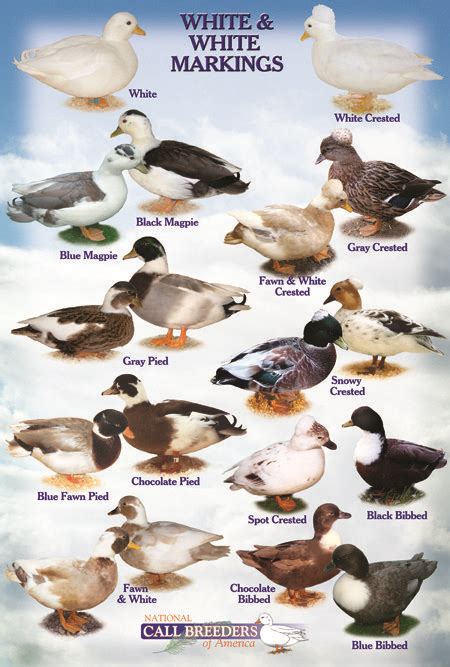 Call Duck Colors Chart