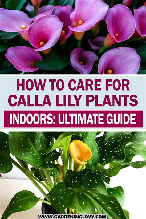 Calla Lily Fertilizer: The Ultimate Guide to Bloom-Enhancing Nutrients